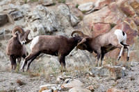 Big Horn Sheep and Goats