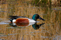 Northern Shoveler, Grimley, Worcestershire