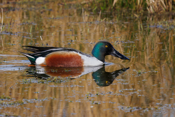 Northern Shoveler, Grimley, Worcestershire