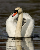 Mute Swan, Grimley, Worcestershire