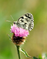 Marbled White, Knapp and Papermill, Worcestershire