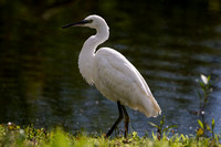 Litlte Egret, Worcestershire