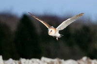 Barn Owl, Gloucestershire
