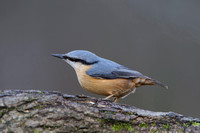 Nuthatch, Forest of Dean