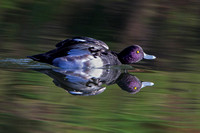 Tufted Duck, Forest of Dean, Gloucestershire