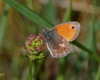 Small Heath, Prestbury Hill, Gloucestershire
