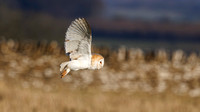 Barn Owl, Gloucestershire