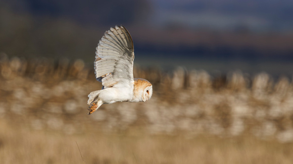 Barn Owl, Gloucestershire