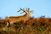 Red Deer, Bradgate Park, Leicestershire, October 2024