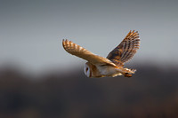Barn Owl, Hawling, Gloucestershire