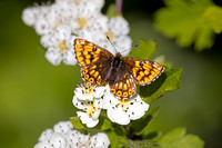 Duke of Burgundy, Prestbury Hill, Gloucestershire