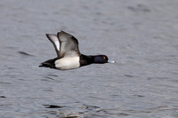 Tufted Duck, Grimley, Worcestershire