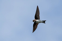 Sand Martin, Worcestershire
