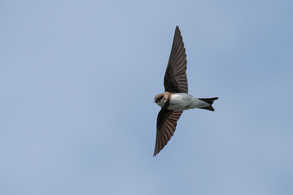 Sand Martin, Worcestershire