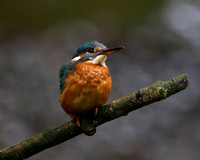 Kingfisher, Worcestershire