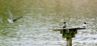 Record Shot of Black Terns, Upton Warren NR,Worcestershire