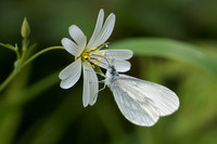 Wood White, Monkwood,  Worcestershire