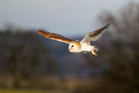 Barn Owl, Gloucestershire