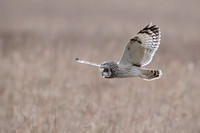 Short Eared Owl, Gloucestershire, 2025