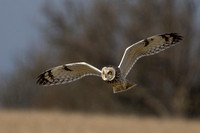 Short Eared Owl, Gloucestershire, 2025