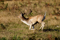 Fallow Deer, Bradgate Park, Leicestershire, October 2024