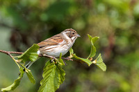 Reed Bunting, Worcestershire