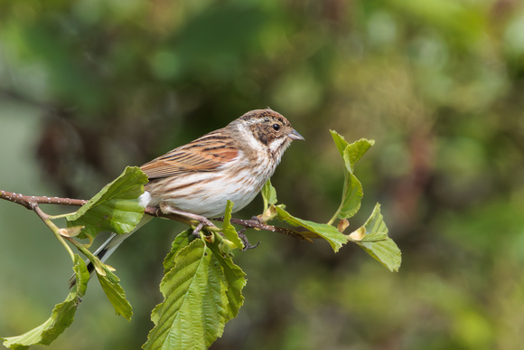 Reed Bunting, Worcestershire