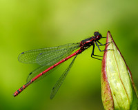 Large Red Damselfly, Knapp and Papermill, Worcestershire