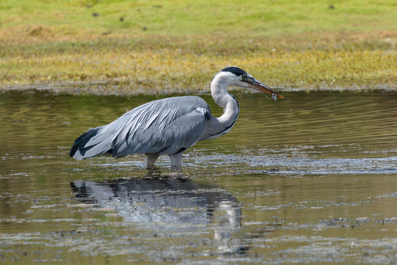 Grey Heron, Worcestershire