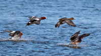 Wigeon, Grimley, Worcestershire