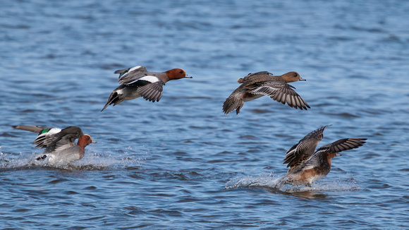Wigeon, Grimley, Worcestershire