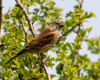 Linnet, Worcestershire