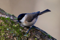 Marsh Tit, Forest of Dean, Gloucestershire