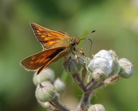 Large Skipper, Knapp and Papermill, Worcestershire