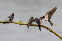 Barn Swallows, Upton Warren NR, Worcestershire
