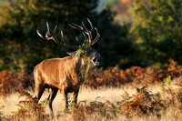 Red Deer, Bradgate Park, Leicestershire, October 2024