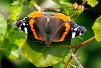 Red Admiral, Prestbury Hill, Gloucestershire