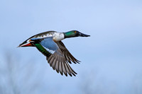 Northern Shoveler, Grimley, Worcestershire