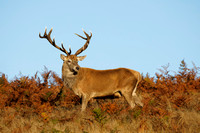 Red Deer, Bradgate Park, Leicestershire, October 2024