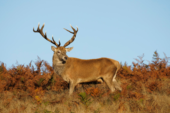Red Deer, Bradgate Park, Leicestershire, October 2024