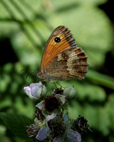 Gatekeeper, Garden. Worcestershire