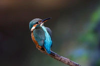 Kingfisher, Worcestershire