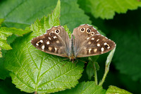 Speckled Wood