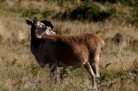 Red Deer, Bradgate Park, Leicestershire, October 2024