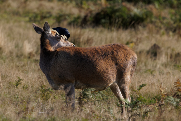 Red Deer, Bradgate Park, Leicestershire, October 2024