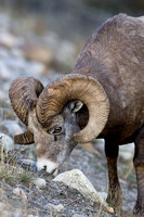 Big Horn Sheep, Jasper NP