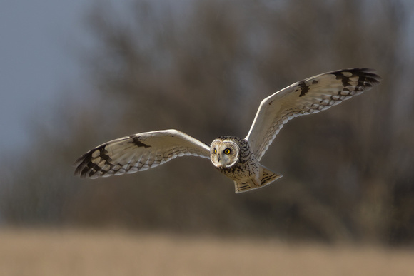 Short Eared Owl, Gloucestershire