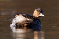 Little Grebe, Forest of Dean, Gloucestershire