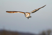Barn Owl, Gloucestershire