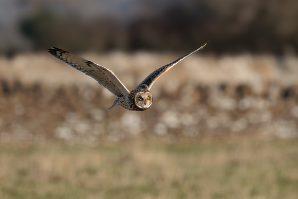 Short Eared Owl, Gloucestershire 2025